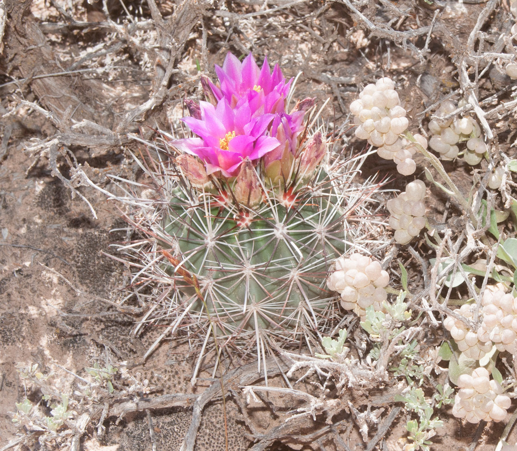 Uinta Basin Hookless Cactus