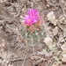 Uinta Basin Hookless Cactus - Photo (c) Rolf Lawrenz, some rights reserved (CC BY), uploaded by Rolf Lawrenz
