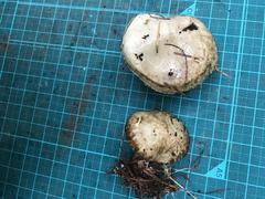 Suillus viscidus