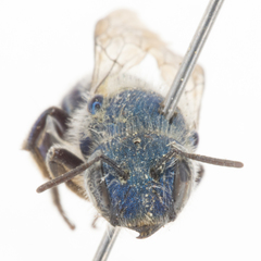 Osmia cordata