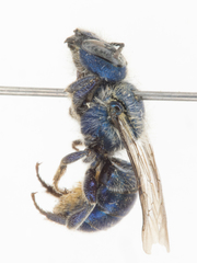 Osmia cordata