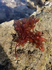 Botryocladia pseudodichotoma