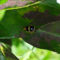 Gynandrobrotica