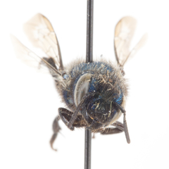 Osmia brevis