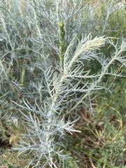 Senecio flaccidus douglasii
