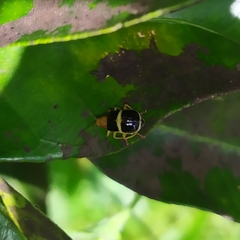 Gynandrobrotica