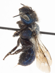 Osmia brevis