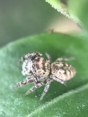 Salticinae