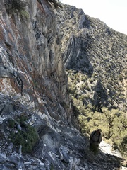 Petrophytum caespitosum caespitosum