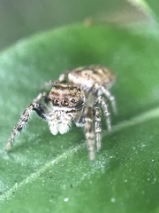 Salticinae