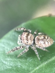 Salticinae
