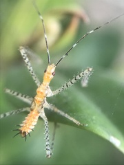 Zelus renardii