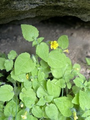 Erythranthe geniculata