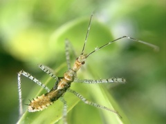 Zelus renardii
