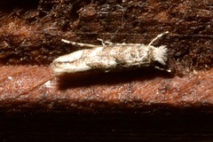 Phyllonorycter comparella