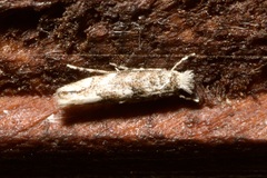 Phyllonorycter comparella