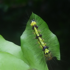 Calodesma quadrimaculata