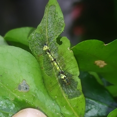 Calodesma quadrimaculata