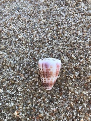 Conus edaphus