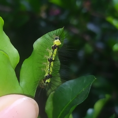 Calodesma quadrimaculata