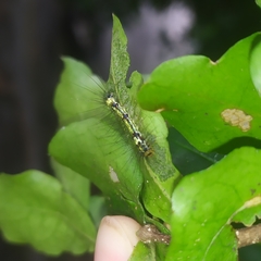 Calodesma quadrimaculata
