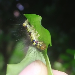Calodesma quadrimaculata