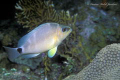 Hypoplectrus unicolor