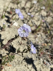 Phacelia ciliata ciliata