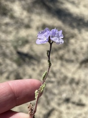 Phacelia ciliata ciliata