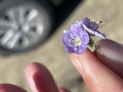 Phacelia ciliata ciliata