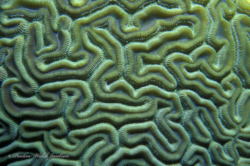 Massive brain coral