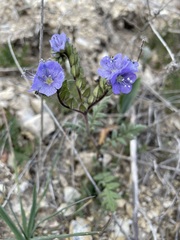 Phacelia ciliata ciliata