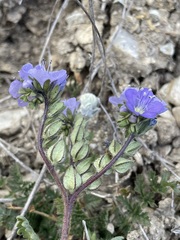 Phacelia ciliata ciliata