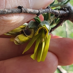 Anagyris foetida image