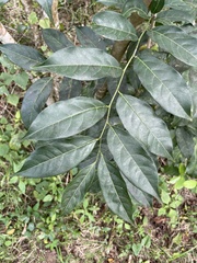 Casearia sylvestris