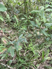 Pseudelephantopus spicatus