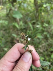 Pseudelephantopus spicatus