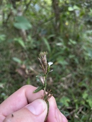 Pseudelephantopus spicatus
