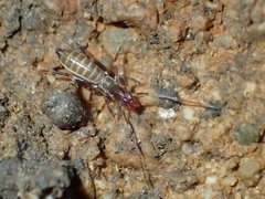 Hubbardia pentapeltis