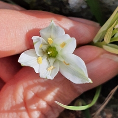 Ornithogalum baeticum image