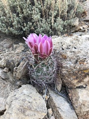 Sclerocactus polyancistrus