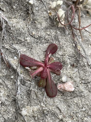 Image of Mucronea californica by (c) Matt Berger, some rights reserved (CC BY)