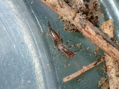 Hubbardia pentapeltis