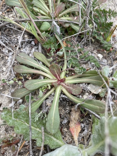 Image of Mucronea californica by (c) Matt Berger, some rights reserved (CC BY)