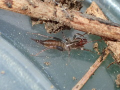 Hubbardia pentapeltis