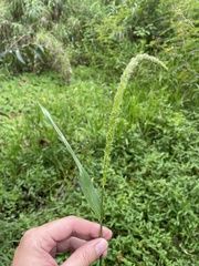 Hymenachne amplexicaulis