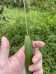 Hymenachne amplexicaulis