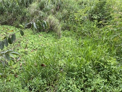 Hymenachne amplexicaulis