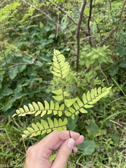Adiantum latifolium