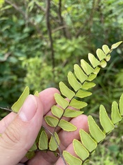 Adiantum latifolium